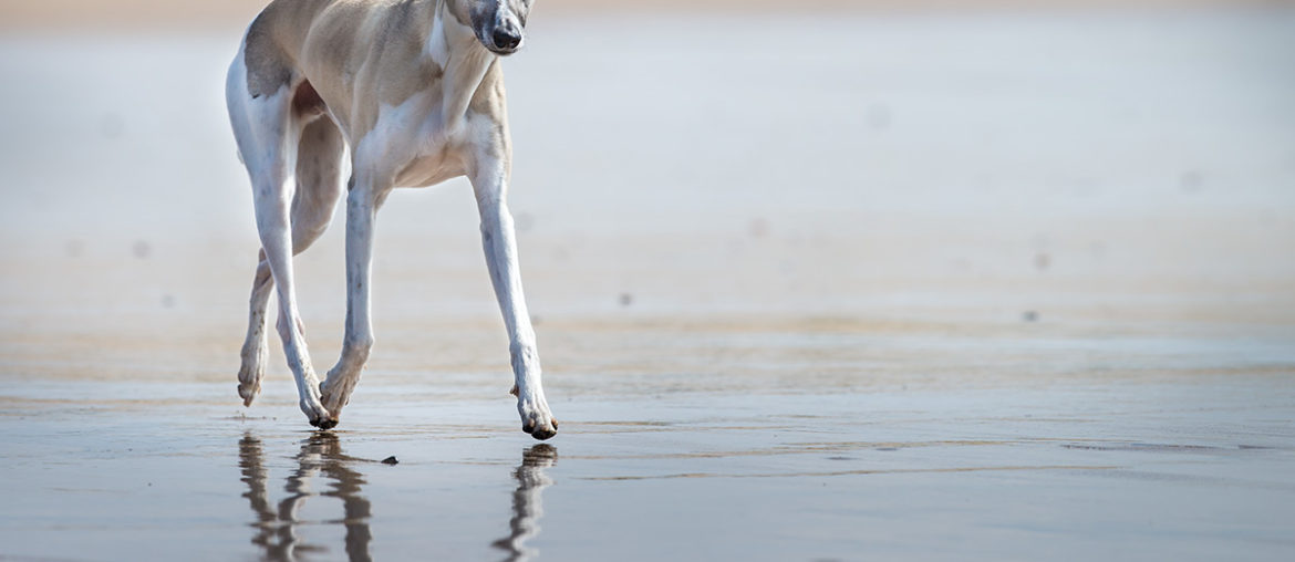 Ein Foto von 2015: Mono schwebt über den Strand. Whippets sollten ein sehr bodennahes, sparsames Gangwerk haben, mit viel Schub aus der Hinterhand und guten Vortritt. Ein Strand bei Ebbe ist ideal, um zu zeigen wie flach sie laufen.