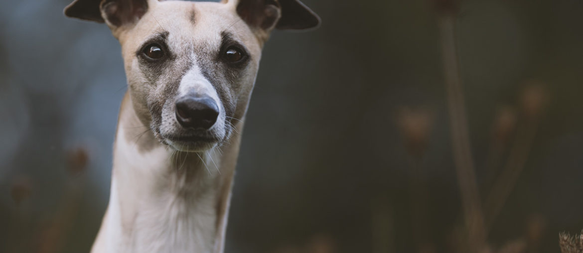 Mono, Whippet, Windhund, Jagd