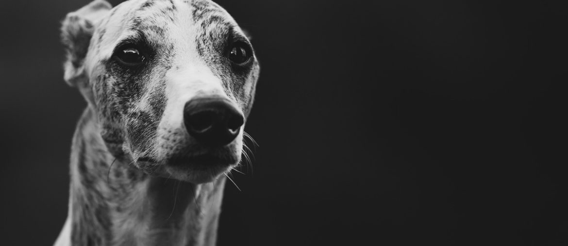 Danny, Whippet, Windhund, Portrait