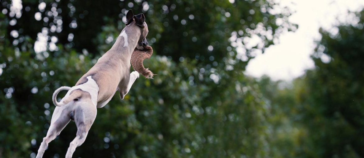 Whippet, Windhund, Freilauf, Spiel