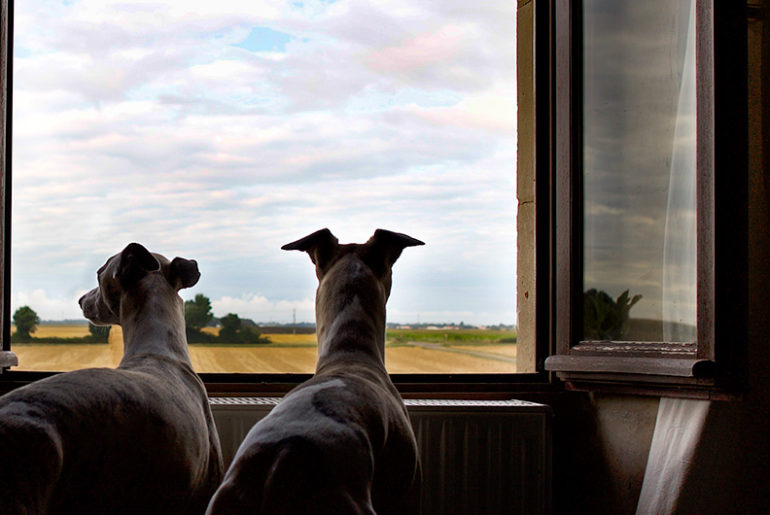 Mono und Danny am Fenster