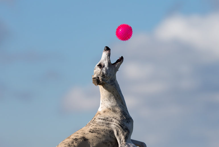 Danny checkt das mit dem Frisby nicht, aber der Ball ist sein Freund.