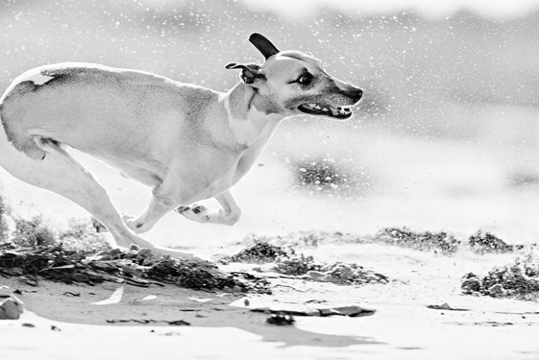 Mono am Strand