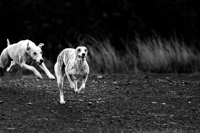 Der krumme Hund - Wenn die Wirbel spazieren gehen.