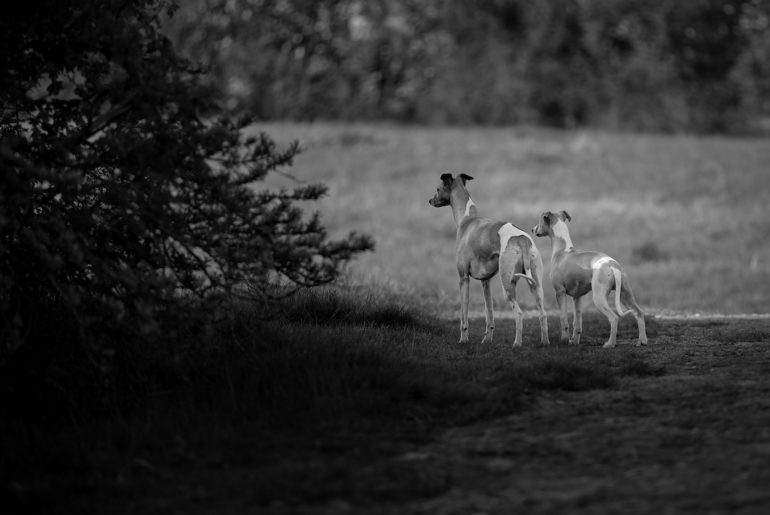 Mono und Hudson unterwegs